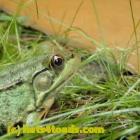 /home//u458753944/public_html/sourcegallery//Frogs/More bullfrogs/P8150222.JPG